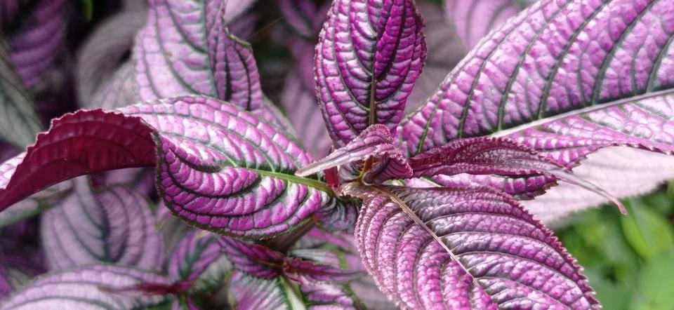 Persian Shield Stock Photos
