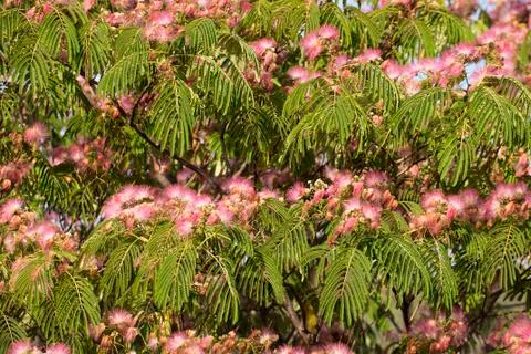 Persian Silk Tree in bloom Stock Photos