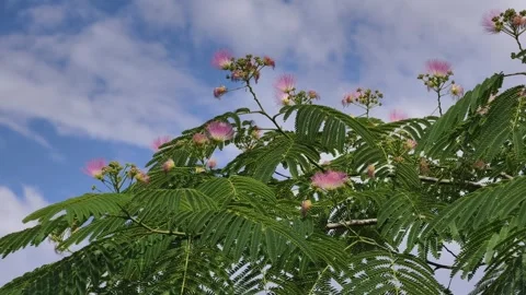 Persian silk tree blossoms gently swaying in the breeze with pink flowers 4K Vidéo 339607889
