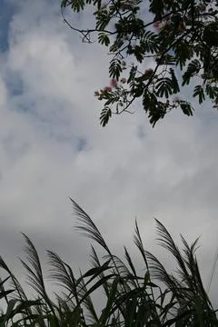 Persian silk tree branches above tall grasses and cloudy sky Fotos Stock