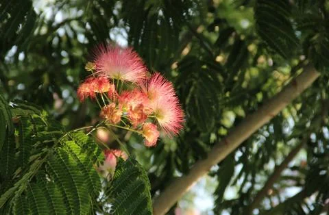 Persian silk tree Stockfoto's