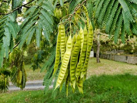 Persian Silk Tree Stock Photos
