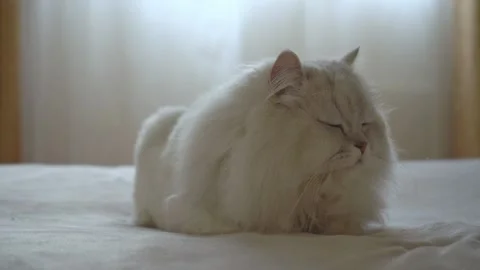 Persian silver chinchilla is lying on the bed in the room and slowly closes its Stockbeeldmateriaal 157337467