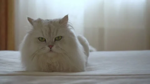 Persian silver chinchilla is lying on the bed in the room and slowly closes its Stock Footage 157564583