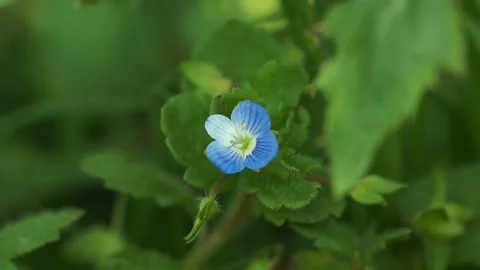 Persian Speedwell, Macro Vidéo 236322997