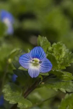 The Persian Veronica (Veronica persica) is a tiny flower. Stock Photos