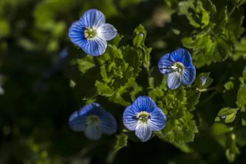The Persian Veronica (Veronica persica) is a tiny flower. Stock Photos
