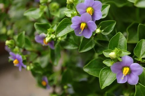 Persian violet's in full bloom. Cute small purple flowers(Exacum affine,Arabian Stock Photos