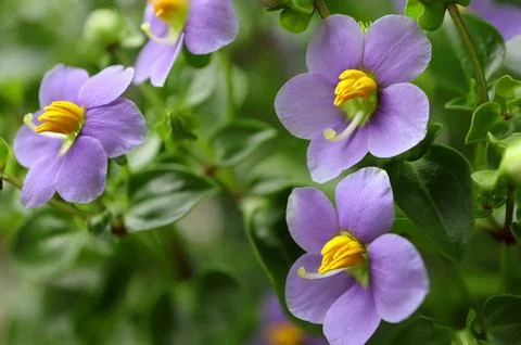 Persian violet's in full bloom. Cute small purple flowers(Exacum affine,Arabian Stock Photos