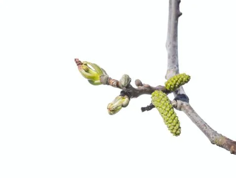 Persian walnut tree bud on white Stock Photos