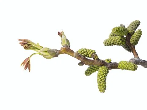 Persian walnut tree bud on white Stock Photos