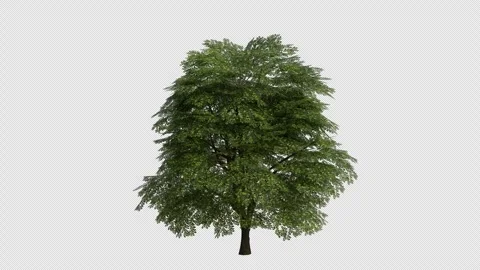 Persian Walnut Tree Swaying in Wind Loop Animation with Alpha Channel Stock Footage 346277646