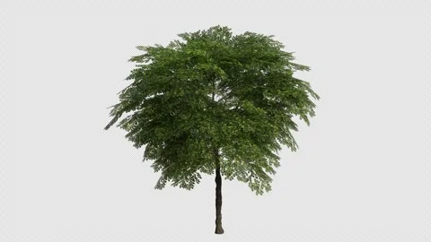 Persian Walnut Tree Swaying in Wind Loop Animation with Alpha Channel Stock Footage 346277648
