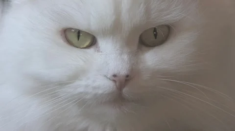 Persian White Cat Close Up Stock Footage