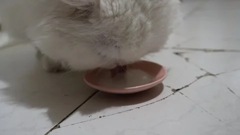 Persian white cat lapping milk from pink ceramic bowl Видео 306793754