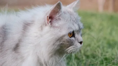 Persian white cat sitting in garden, cute face and yellow eyes looking around Stock Footage 238425751