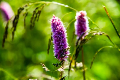 Persicaria Affinis Stock Photos