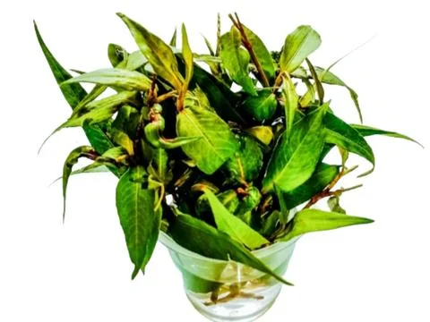 Persicaria odorata tree in a small container for root growth Stock Photos