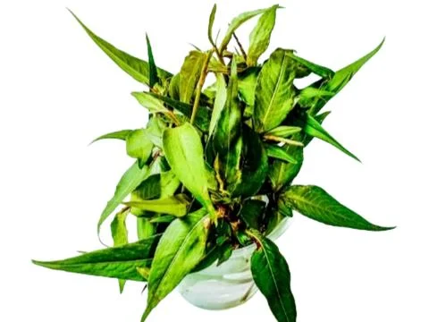 Persicaria odorata tree in a small container for root growth Stock Photos