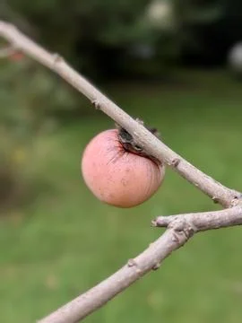 Persimmon 2 Stock Photos