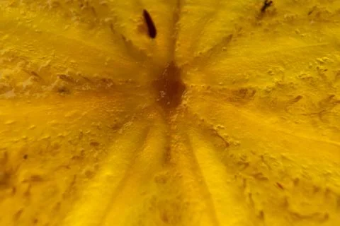 Persimmon backlit pulp in the cut. Translucent persimmon close-up Stock Photos