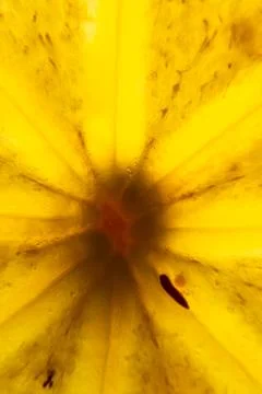 Persimmon backlit pulp in the cut. Translucent persimmon close-up Stock Photos