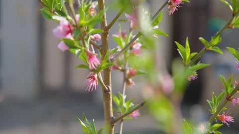 Persimmon blossom. Spring flowering of persimmon. How persimmons bloom Stock Footage 280213723