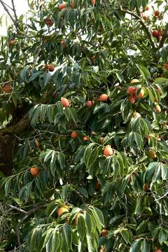 Persimmon branches full of fruit at harvest Stock Photos
