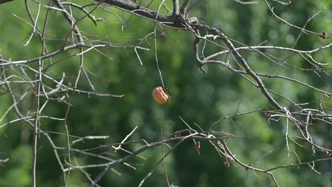 Persimmon close-up, Hubei Video stock 347277970