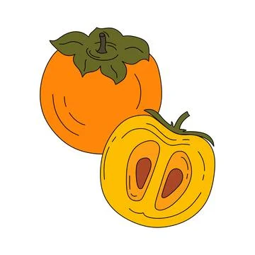 Persimmon doodle linear vector color illustration isolated on a white Stock Illustration