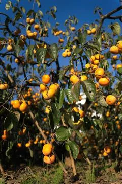Persimmon in farm Stock Photos
