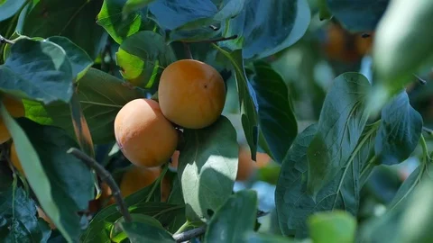 Persimmon Stock-Footage 78691679