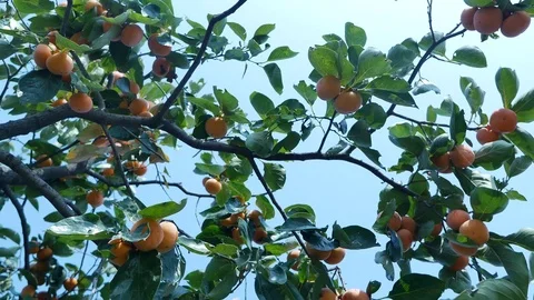 Persimmon Stock-Footage 78692377