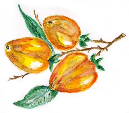 Persimmon fruit art Stock Illustration