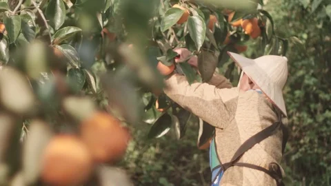 Persimmon Fruit farming, farmer working 스톡 동영상 92554567