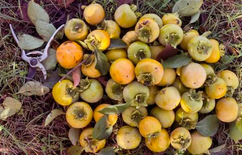 Persimmon fruit harvest Stock Photos