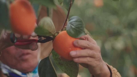 Persimmon Fruit Kaki Fruit Stock Footage 92581452