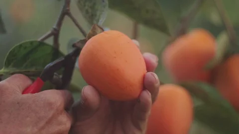 Persimmon Fruit Kaki Fruit 스톡 동영상 92581456