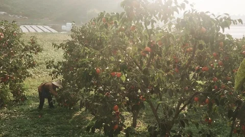 Persimmon Fruit Kaki Fruit tree Farm in the morning Stock Footage 92548599