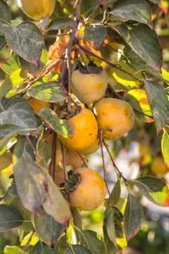 Persimmon fruit Stock Photos