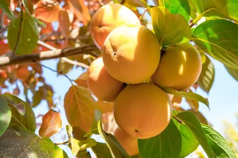 Persimmon fruit Stock Photos