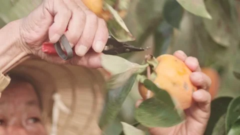 Persimmon Fruit plantation worker 스톡 동영상 92581488