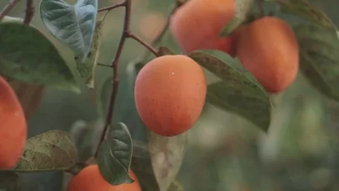 Persimmon Fruit Tree Stock Footage 92581490