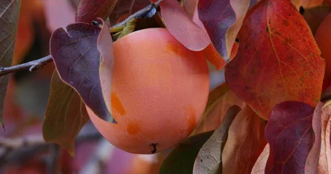 Persimmon fruit on tree, Orchards in Southern France. Stock Footage 321681751
