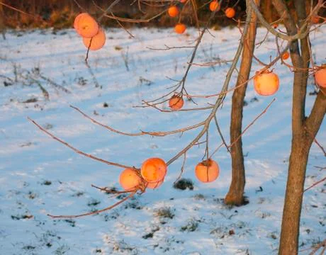 Persimmon Fruit Tree in Snow Stock Photos
