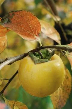 Persimmon growing on branch, close-up Stock Photos