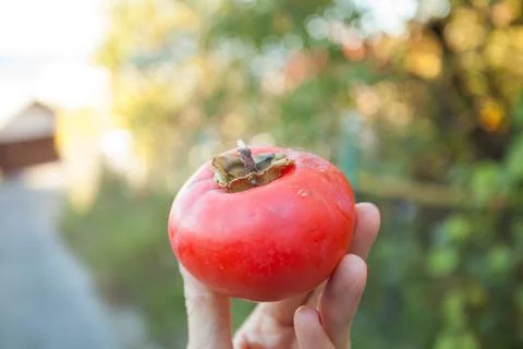 Persimmon in hand on green background Stock Photos