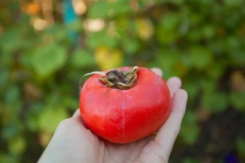 Persimmon in hand on green background Foto stock