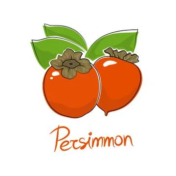 Persimmon isolated on white background Stock Illustration