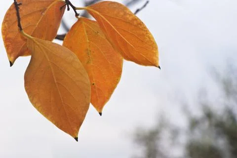 Persimmon leaves Stock Photos